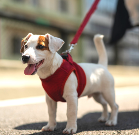 Dog on a leash photo