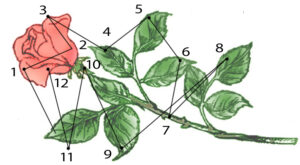 A hypothetical version of how the eye starts to fixate on points of the rose to perceive it. Seeing 101, A History of Visual Perception, Lesson IV