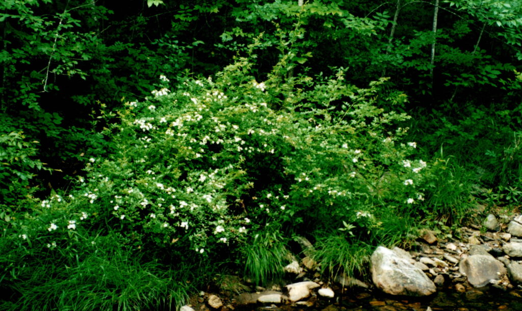 Bush with sweet smelling flowers. From The Spirit of a House and the Angle of the Meander