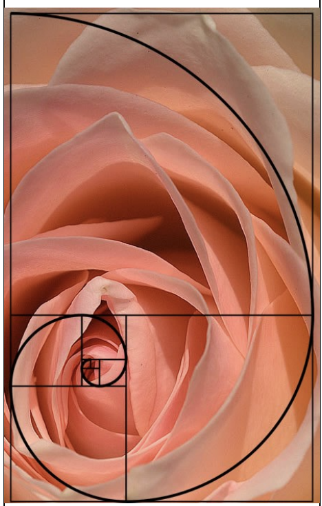 Rose with geometric overlay. Seeing 101, A History of Visual Perception, Lesson IV