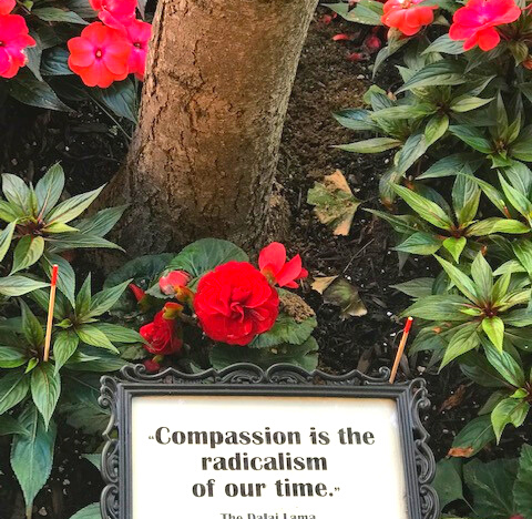 "Compassion is the radicalism of our time" -the Buddha